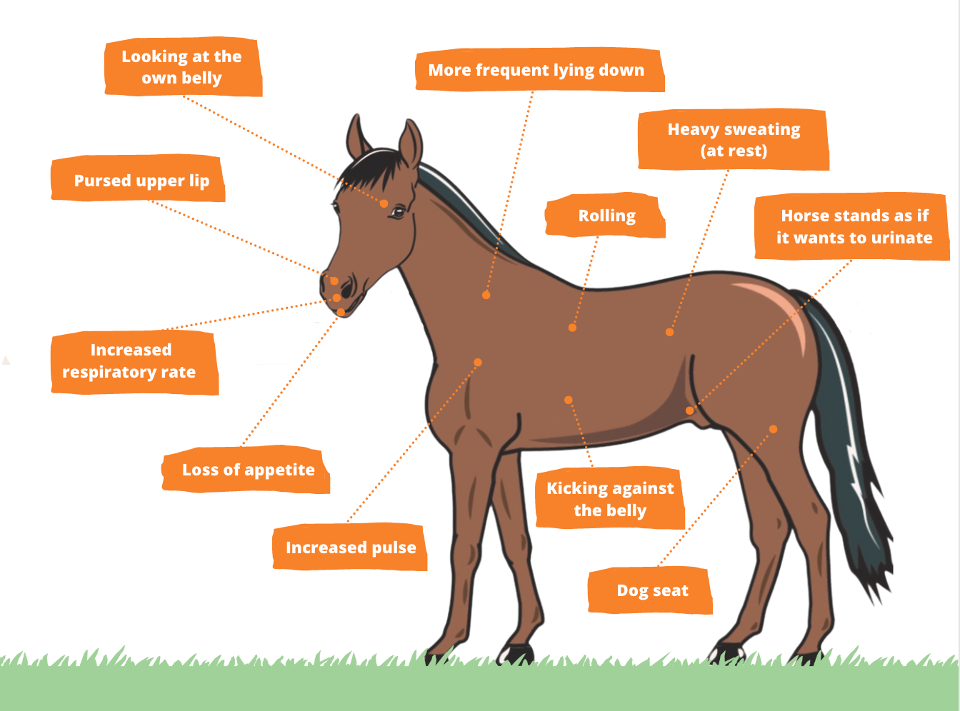 read-symptoms-of-colic-in-horses-here